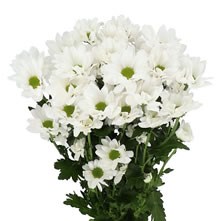 Chrysanthemum Spray