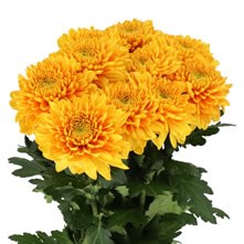 Chrysanthemum Blooms