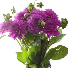 Dahlias