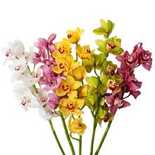 Cymbidium Orchids
