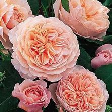 Pre-Order David Austin Roses