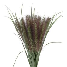 Decorative Grass