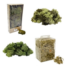 Moss - Decorative