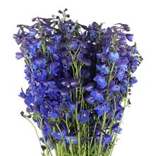 Delphinium & Larkspur