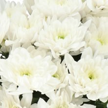 Double Chrysanthemums