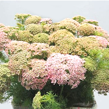 Ammi Majus & Alliums Dyed
