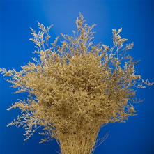 Limonium & Eryngium Dyed