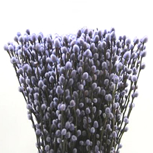 Pussy Willow Dyed