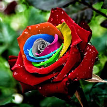 Roses Dyed