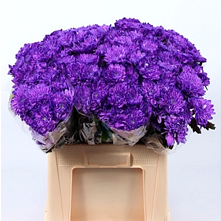 Chrysanth Spray Dyed