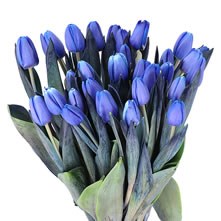 Tulips Dyed