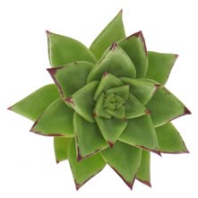 Echeveria (cut)