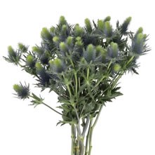 Eryngium & Carthamus