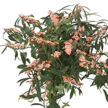 Euphorbia