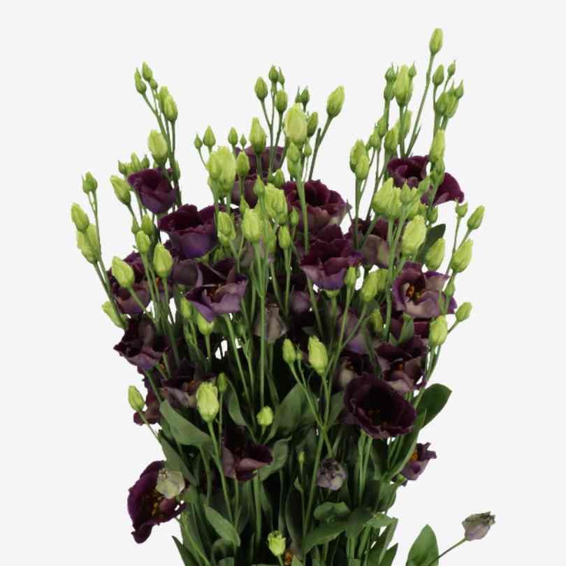 Eustoma Lisianthus