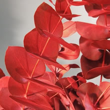 Foliage Dyed