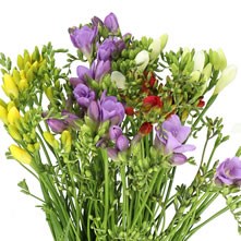Freesia