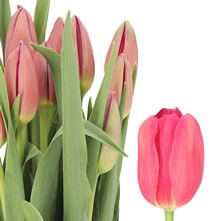 Tulips - French Extra Grade