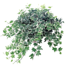 Ivy - Fresh Cut