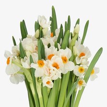 Fresh Cut Spring Favourites