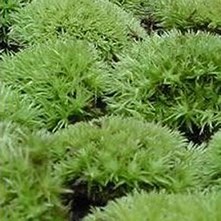 Moss - Fresh