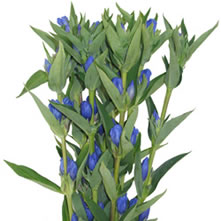 Gentiana