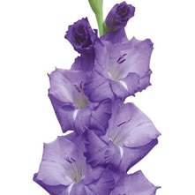 Gladioli