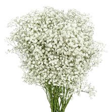 Gypsophila