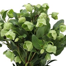 Hellebores