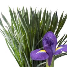 Iris