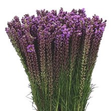 Liatris