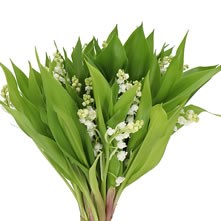Lily of the valley