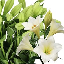 Lilies Longiflorum