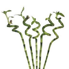 Lucky Bamboo