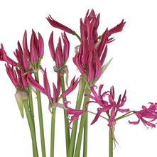 Nerines