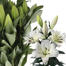 Lilies Oriental