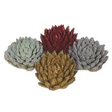 Echeveria - Painted (cut)