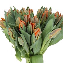 Tulips Parrot