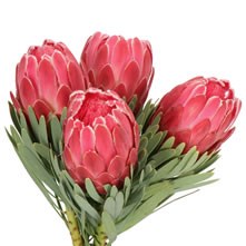 Proteas