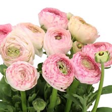 Ranunculus