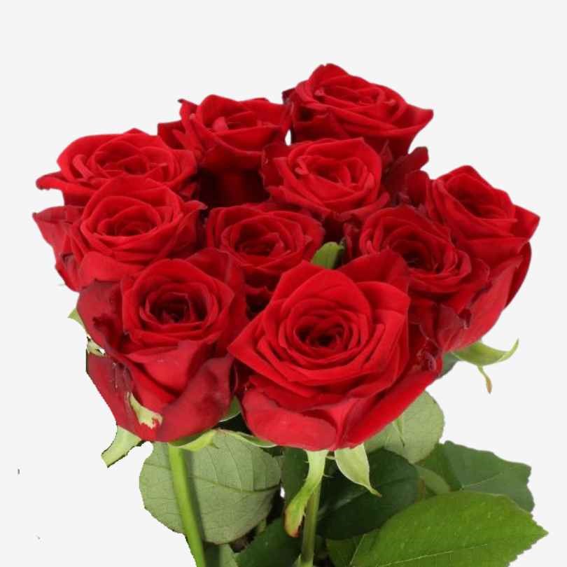 Roses