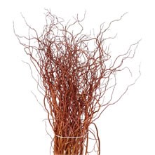 Salix