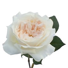 Roses (Garden Style from Dutch Auctions)