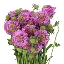 Seasonal Flowers