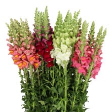 Antirrhinums