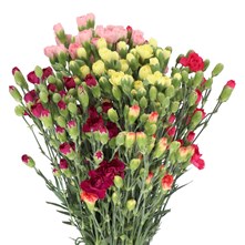 Carnation Spray