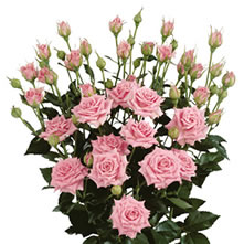 Rose Spray