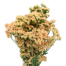 Statice & Limonium