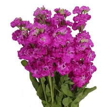 Wholesale Dutch Flowers Direct UK | Online Wholesale Florist Supplies UK