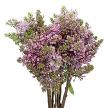 Lilacs & Viburnum